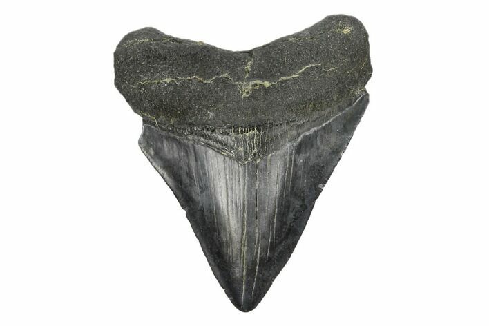 Fossil Megalodon Tooth - South Carolina #168147